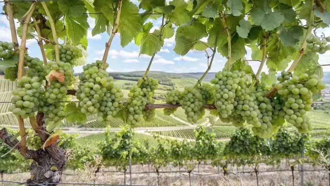 1677205048200461.jpg b45fb63298ca1a801914f52e8919d1f.jpg